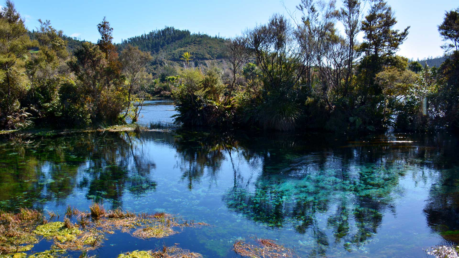 Te Waikoropupū Update