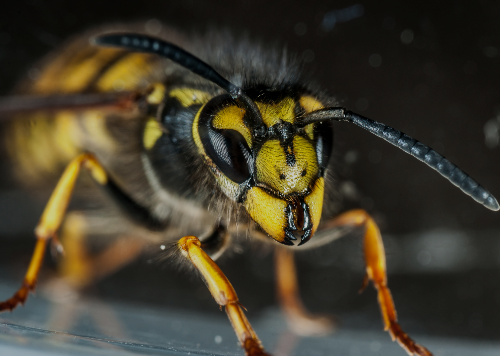 Tackling wasps in Te Tauihu