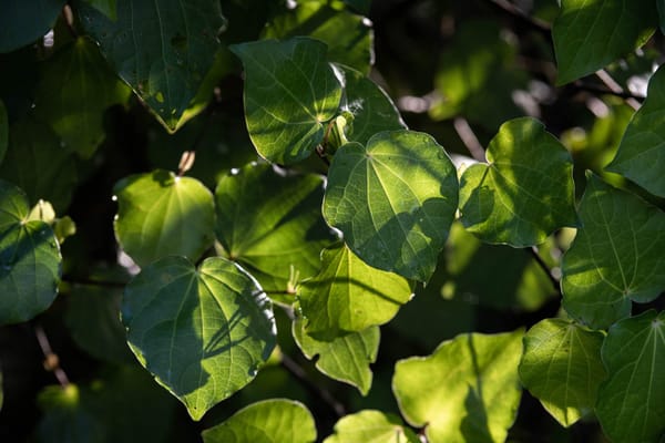 Te Hauora o Ngāti Rārua